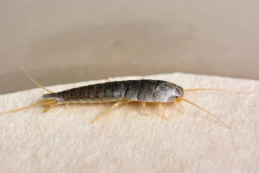 Silverfish